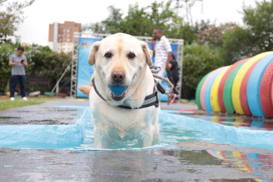 Imagem: Saspe abre inscrições para curso gratuito de banhista de pet shop em Suzano. Publicada no portal A+.