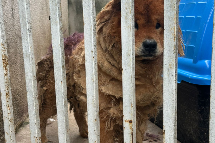 Imagem: Denúncia anônima leva Polícia Civil a resgatar cão em situação de maus-tratos em Arujá. Publicada no portal A+.