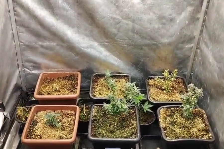 Imagem: Polícia encontra plantação de maconha em residência e apreende 26 mudas em Arujá. Publicada no portal A+.