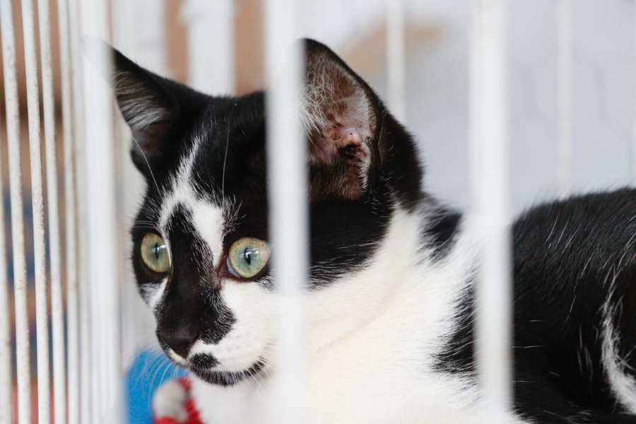 Imagem: Meio Ambiente de Suzano realiza neste domingo a primeira edição do ‘Baby, me Leva!’ de 2026. Publicada no portal A+.