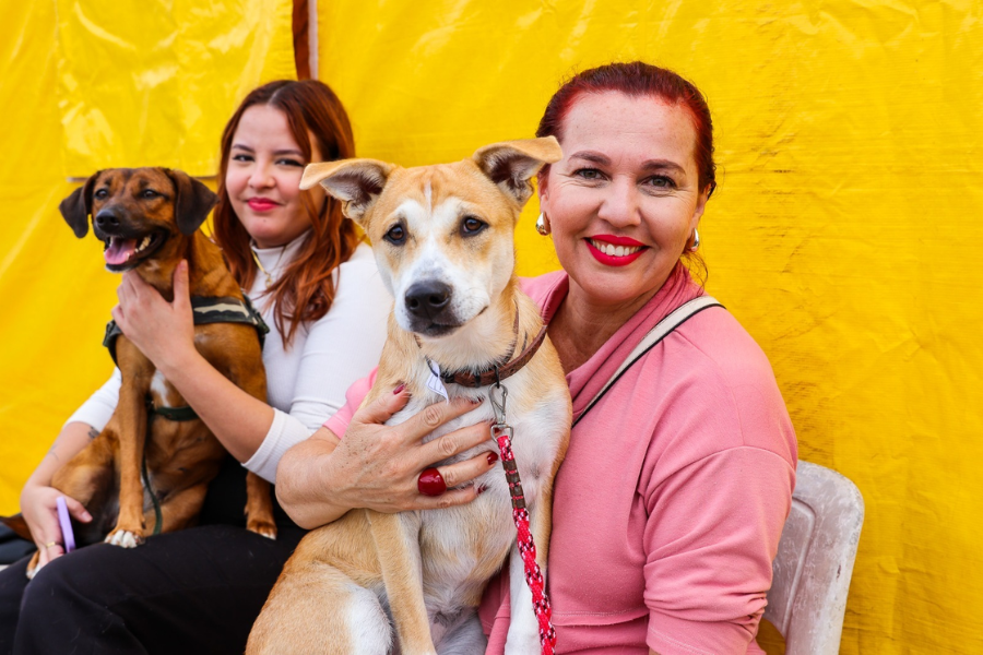 Imagem: Ferraz promove mutirão de castração gratuita nos dias 20 e 21 de fevereiro. Publicada no portal A+.