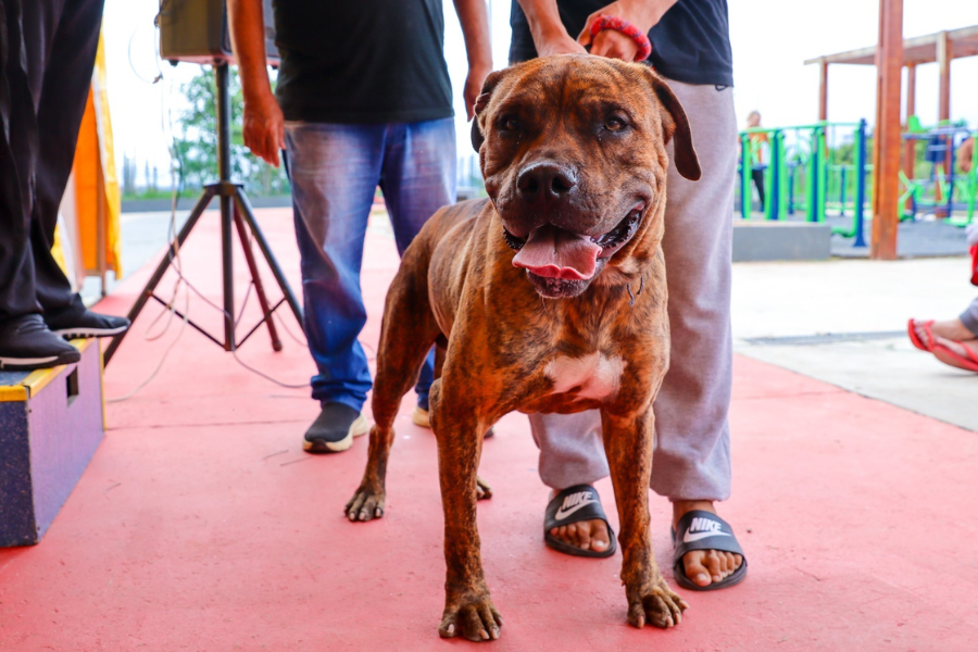 Imagem: Ferraz reforça combate aos maus-tratos contra animais e apura mais de 200 denúncias em dois anos. Publicada no portal A+.