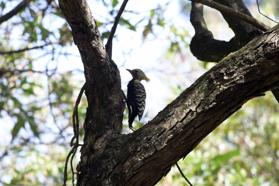 Imagem: Bosque Maia promove manhã de observação de aves e imersão na natureza neste sábado. Publicada no portal A+.