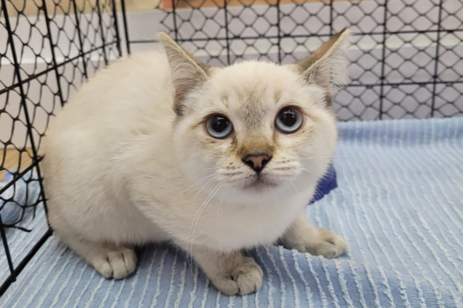 Imagem: Itaquá Park Shopping sedia feiras de adoção de pets nos dias 14 e 28 de março. Publicada no portal A+.