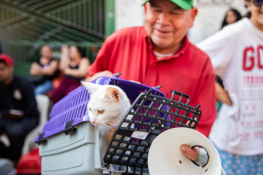 Imagem: Ferraz promove mutirão gratuito de castração para 600 animais no Jardim Anchieta. Publicada no portal A+.
