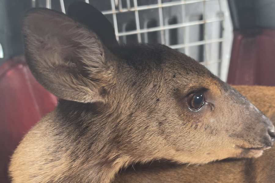 Imagem: Prefeitura de Poá resgata cervo ferido em área urbana e encaminha animal para reabilitação. Publicada no portal A+.
