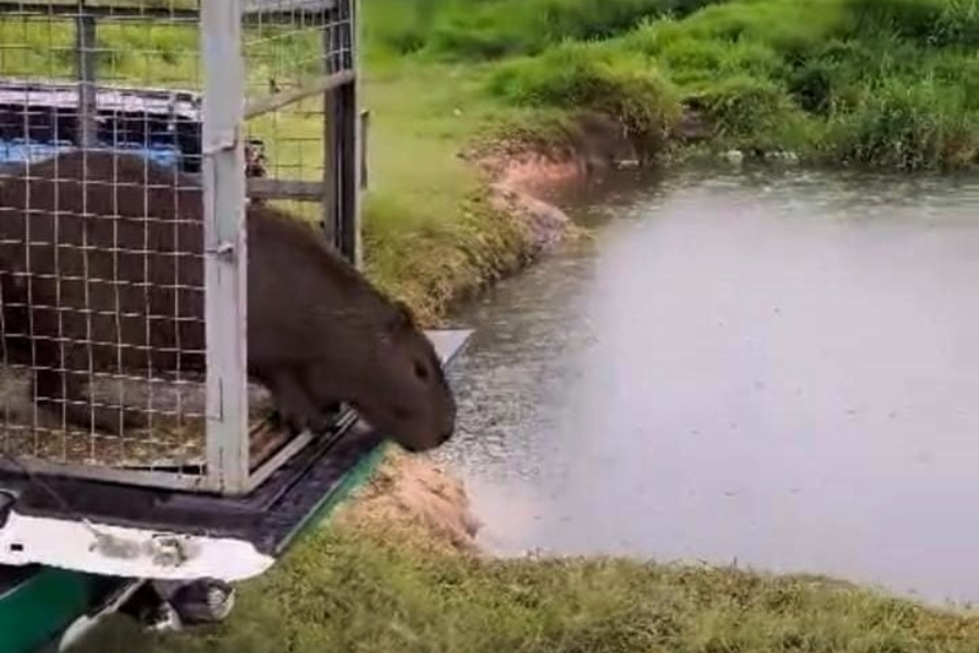 Imagem: GCM Ambiental resgata capivara e cachorro-do-mato em situações de risco em Guarulhos. Publicada no portal A+.